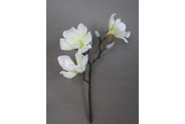 Magnolie krémovo-bílá 55 cm