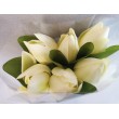 Tulipánky svazek, 6 ks