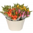 Tulipánky svazek, 6 ks