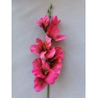 Gladiola