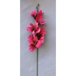Gladiola beauty 52 cm