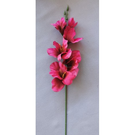 Gladiola