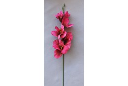 Gladiola beauty 52 cm