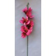 Gladiola