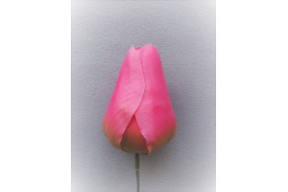 Tulipán růžový vazbový 8,5 cm