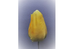 Tulipán vazbový