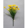 Narcis drobný květ