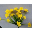 Narcis drobný květ