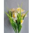 Narcis kytička, 2 barvy