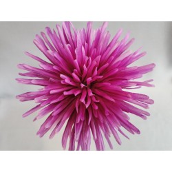 Chryzantéma jehlicová fialová vazbová Ø 16 cm