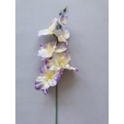 Gladiola fialovo-krémová 50 cm