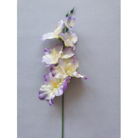Gladiola