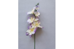 Gladiola fialovo-krémová 50 cm