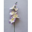 Gladiola
