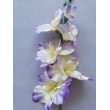 Gladiola