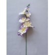 Gladiola