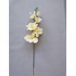 Gladiola
