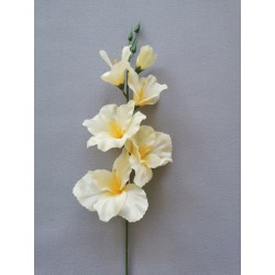 Gladiola krémovo-sv. žlutá 50 cm
