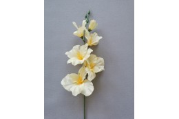 Gladiola krémovo-sv. žlutá 50 cm