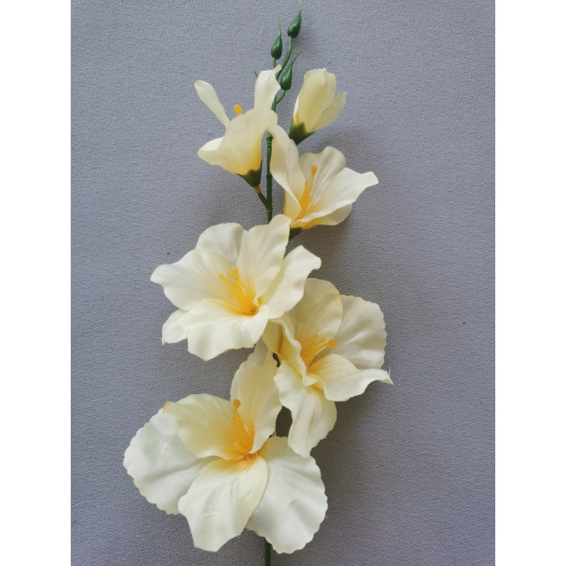 Gladiola