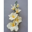 Gladiola