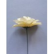 Dahlia