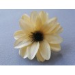 Dahlia