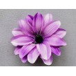 Dahlia