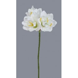 Amarylis krém 54 cm