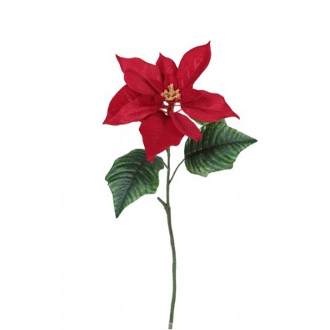 Poinsettia velvet