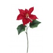 Poinsettia velvet