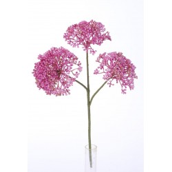 Rozchodník beauty 36 cm