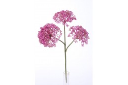 Rozchodník beauty 36 cm