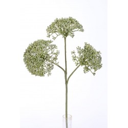 Rozchodník zelený 36 cm