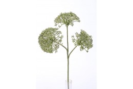 Rozchodník zelený 36 cm