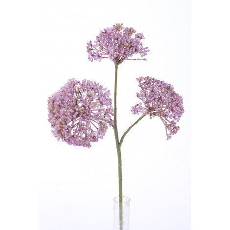 Rozchodník lavender