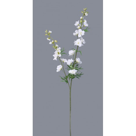Delphinium, CREAM