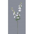 Delphinium, CREAM