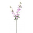 Delphinium 98 cm, LTPK
