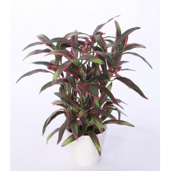 Acuba v květináči 32 cm
