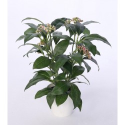 Ficus v květináči 30 cm