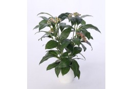 Ficus v květináči 30 cm