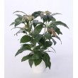 Ficus v květináči