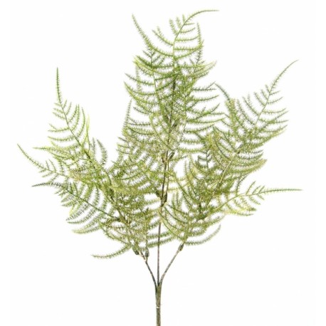 Větvička asparagus