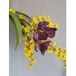 Jarní kytice iris, zl. déšť