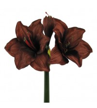 Amarylis hnědý 62 cm