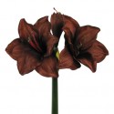 Amarylis hnědý 62 cm