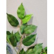 Ficus větev, 62 cm