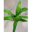 Bird nest, 37 cm