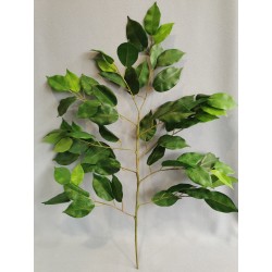Ficus větev, 62 cm